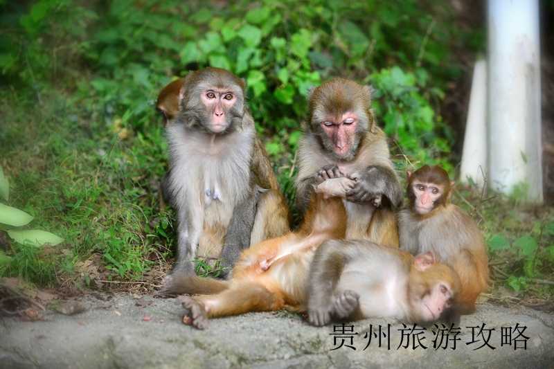 贵州黄果树瀑布跟团旅游❤️贵州黄果树瀑布三日游❤️-第3张图片